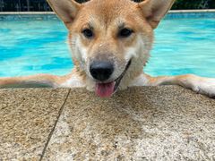 -汪说喵讲宠物乐园宠物酒店(红星美凯龙店)