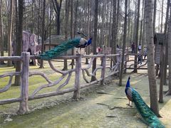 -昆山城市生态森林公园