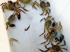 -乡乐园蟹庄·阳澄湖农家乐