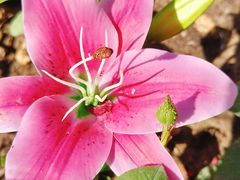 -真地道京味府·鲜橙烤鸭·北京菜(朝外大街东大桥店)