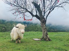 -硗碛藏寨·神木垒景区