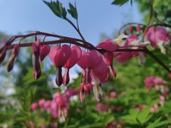 -黑龙江省森林植物园