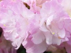 -上海植物园·停车场