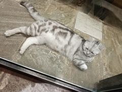 -猫咪博物馆(顶澳仔猫街店)