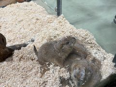 -上海大自然野生昆虫馆(东方明珠·爬宠昆虫探索中心)