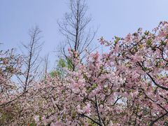 -青枫公园