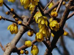 -鲁宴·鲁煨黄河生态大鲤鱼(月坛店)