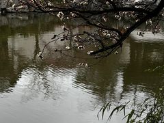 -艺圃
