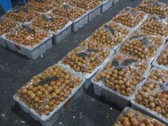 枇杷-菜园坝水果市场