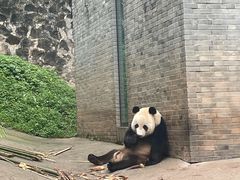 -都江堰中华大熊猫苑