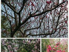 -南汇桃花村