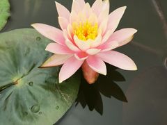 -曼听御花园