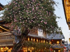 -民食香·腊排骨野生菌美食(木府店)
