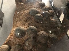 -中国西峡恐龙遗迹园