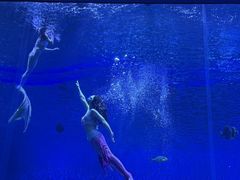 -石家庄极地海洋世界