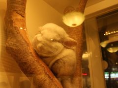 -龙猫仔乐园(惠福东路店)