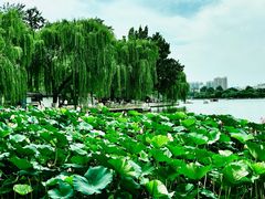 -济南大明湖景区