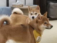 -逗柴咖啡屋·狗咖猫咖宠物桌游
