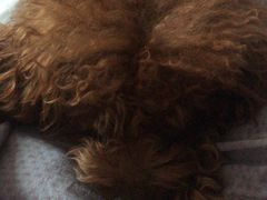 -皇后西斯汀(千姿汇店)