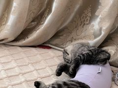 -芭比堂动物医院·犬猫全科·异宠专科(雁塔分院)