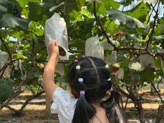 -马陆小张葡萄园农家乐