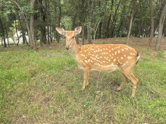 -大连森林动物园