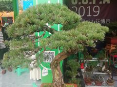 -重庆市江北嘴中央商务区中央公园