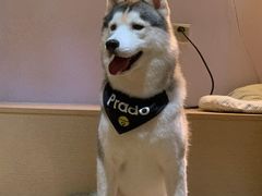 -Husky Go! 哈士奇体验馆·宠物咖啡厅狗咖