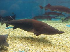 -成都浩海立方海洋公园