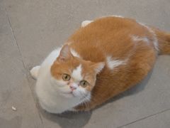 -飞行喵MR PILOT|猫舍·猫咖(静安大融城店)