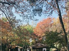 -秋霞圃