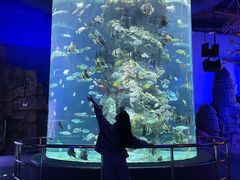 -芜湖新华联大白鲸海洋公园