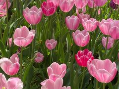 -洛阳郁金香牡丹园