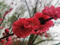 -高东镇樱花园