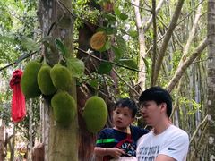 -海南槟榔谷黎苗文化旅游区