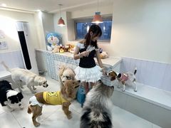 -汪说·狗咖·拼豆·宠物周边DIY(旺城大厦店)