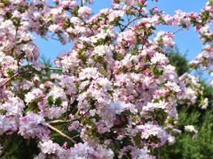 -海棠花溪(元大都城垣遗址公园)