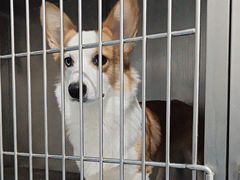 -瑞鹏宠物医院·爱宠堂·骨外专科(西荷分院)