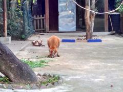 袋鼠-福州动物园