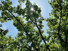 -莱阳濯村樱花园