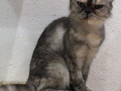 -猫色咖啡·猫咖