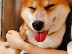 -柴犬高等学院·狗咖·柴犬售卖·宠物训练