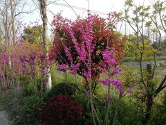 -上海长兴岛郊野公园