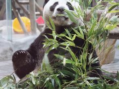 -栾川竹海野生动物园