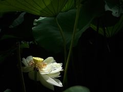 -黄兴公园