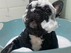 -萌宠之家·腊肠犬·马尔泰·小体犬舍