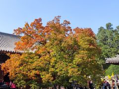 -香山公园