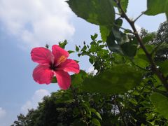 -东莞植物园