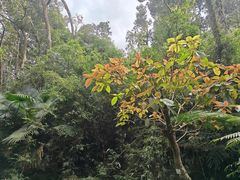 -海南热带雨林国家公园吊罗山景区
