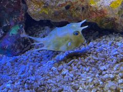 -上海海洋水族馆